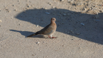 Фотография к новости: ШҚО тұрғыны Қызыл кітапқа енген құсты құтқарды