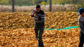 Фотография к новости: Жетісу фермерлері шығынға батуы мүмкін