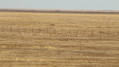 «Іле-Балқаш» және «Алтын Дала» резерваттарына құландар қайта жіберілді