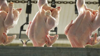 Фотография к новости: Қостанайда қуаттылығы 50 мың тонна құс етін өндіретін фабрика салынуда