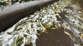 Фотография к новости: Астанада алғашқы қар түсті