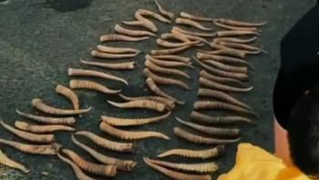 Фотография к новости: Атырауда жүргізушінің көлігінен 71 киік мүйізі тәркіленді