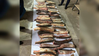 Фотография к новости: Атырауда тұрғынның көлігінен 70 келі бекіре балығы тәркіленді