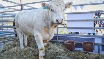 Фотография к новости: АШМ бұқашықтар мен тоқтыларды экспорттауға квота лимитін арттырды