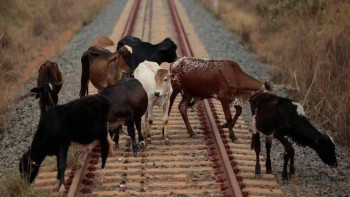 Фотография к новости: Теміржолдағы қараусыз мал үлкен қауіп төндіреді