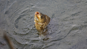 Фотография к новости: Павлодар облысының су қоймаларына 51 мың тұқы балығы жіберіледі