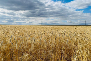 Фотография к новости: Қарағанды облысында рекордтық көлемде астық жиналды