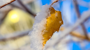 Фотография к новости: 1-6 градус: Бірқатар өңірде үсік жүреді