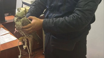 Фотография к новости: "Қызыл кітапқа" енген сұңқарларды заңсыз аулағандар ұсталды