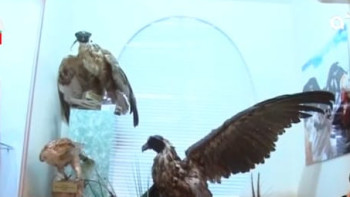 Фотография к новости: Таразда тифло-музей ашылды