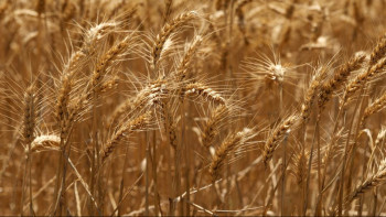 Фотография к новости: Әлемдік нарықта бидай мен арпаның бағасы күн сайын өсіп келеді