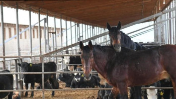 Фотография к новости: Асыл тұқымды жылқы асырағандарға мемлекеттен субсидия беріледі