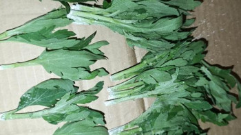 Фотография к новости: Нидерландыдан әкелінген хризантема ақ тот жұқтырған болып шықты