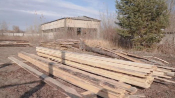 Фотография к новости: "Семей орманы" табиғи резерватында ағаш кесу зауыты іске қосылды