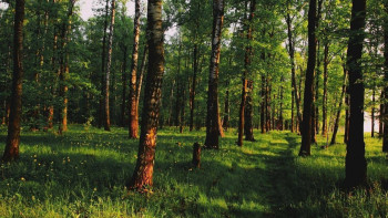 Фотография к новости: Бүгін – Орман шаруашылығы қызметкерлерінің күні