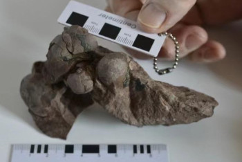 Фотография к новости: Қытайда динозаврдың ең кішкентай жұмыртқасы табылды