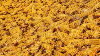 Фотография к новости: Жетісуда жүгерінің 63% ғана жиналған