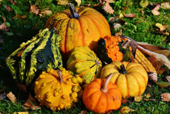 Фотография к новости: АҚШ-та асқабақтар фестивалі өтіп жатыр