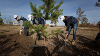 Фотография к новости: Ақтөбеде қала тұрғындары 100 түп қарағай отырғызды