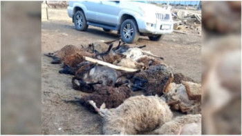 Фотография к новости: Оралдағы Зашаған кентінде қорадағы қойларды жыртқыш талап кетті