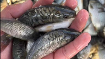 Фотография к новости: Түркістан: "Шардара" су қоймасына 635 мың дана шабақ жіберілді