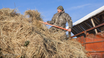 Фотография к новости: Павлодар облысында 1,8 млн тонна шөп әзірленді