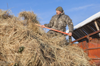 Павлодар облысында 1,8 млн тонна шөп әзірленді