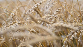 Фотография к новости: Қазақстан Индонезия мен Бразилияға бидай жеткізуді көздеп отыр