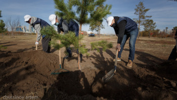 Фотография к новости: Ақтөбе облысында дендрологиялық жоспар орындалды ма?