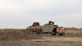 Фотография к новости: Жамбыл облысында қант қызылшасын жинау жұмыстары жүріп жатыр