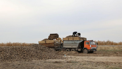 Жамбыл облысында қант қызылшасын жинау жұмыстары жүріп жатыр