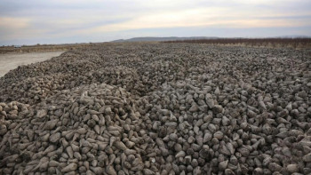 Фотография к новости: Жамбыл облысында қант қызылшасын жинау жұмыстары қызу жүріп жатыр