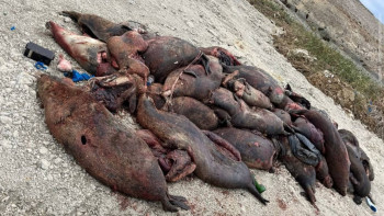 Фотография к новости: Каспий теңізінің жағалауында 150-ге жуық итбалық  қырылып қалған