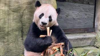 Фотография к новости: Қытай естелікке бағалы панда монеталарын шығармақ