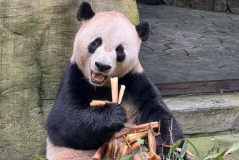 Фотография к новости: Қытай естелікке бағалы панда монеталарын шығармақ