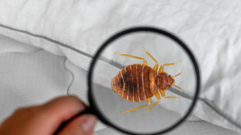 Фотография к новости: Қоңыз қаптаған. Ресейдегі пансионатқа демалуға кеткен оқушылар қайта оралады