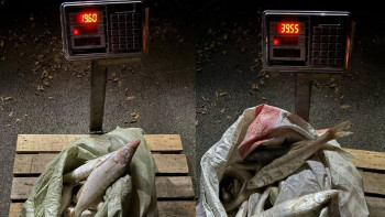 Фотография к новости: Алматы облысында браконьерден 50 келіден астам балық тәркіленді