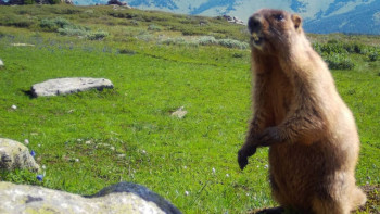 Фотография к новости: Катонқарағайдағы фототұзаққа ерекше жануарлар түсіп қалды