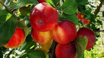 Фотография к новости: Алма шаруашылығындағы алпауыттар