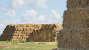 Фотография к новости: Елімізде 47,2 млн тонна жем дайындалды