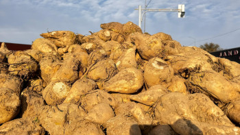 Фотография к новости: Жетісуда қант қызылшасы зауыттарға сыймай жатыр