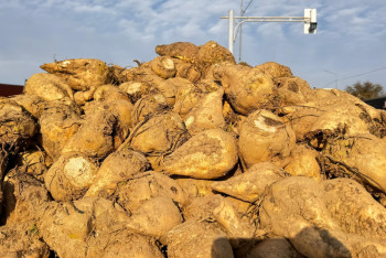 Фотография к новости: Жетісуда қант қызылшасы зауыттарға сыймай жатыр