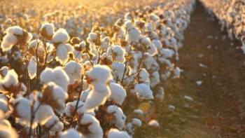 Фотография к новости: Түркістанда құны 146,8 млрд теңге болатын мақта өңдеу кешені салынады