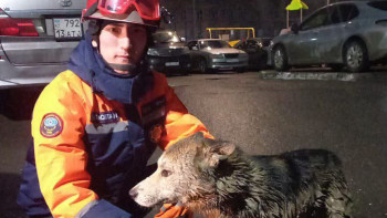 Фотография к новости: Астанада ТЖМ қызметкерлері шұңқырға құлап кеткен итті құтқарды