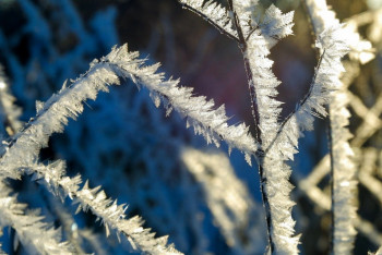 Фотография к новости: Қазгидромет: Қарашада 24 градусқа дейін аяз болады