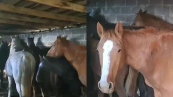 Фотография к новости: Қарағандыда әкелі-балалы 40 бас жылқы ұрлаған