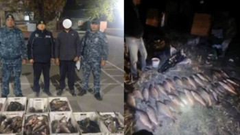 Фотография к новости: Алматы облысында заңсыз балық тасымалдау дерегі анықталды