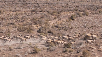 Фотография к новости: Жетісуда экологиялық туризмді дамытуға арналған фестиваль өтті