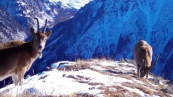 Фотография к новости: Қатонқарағайда фототұзаққа сирек жануарлар ілікті