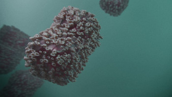 Фотография к новости: Ұлыбританияда маймыл шешегінің жаңа штамы таралып жатыр